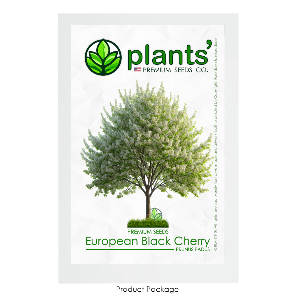European Black Cherry Tree | Premium Seeds | Prunus padus ‘Spring’ | Plants’®
