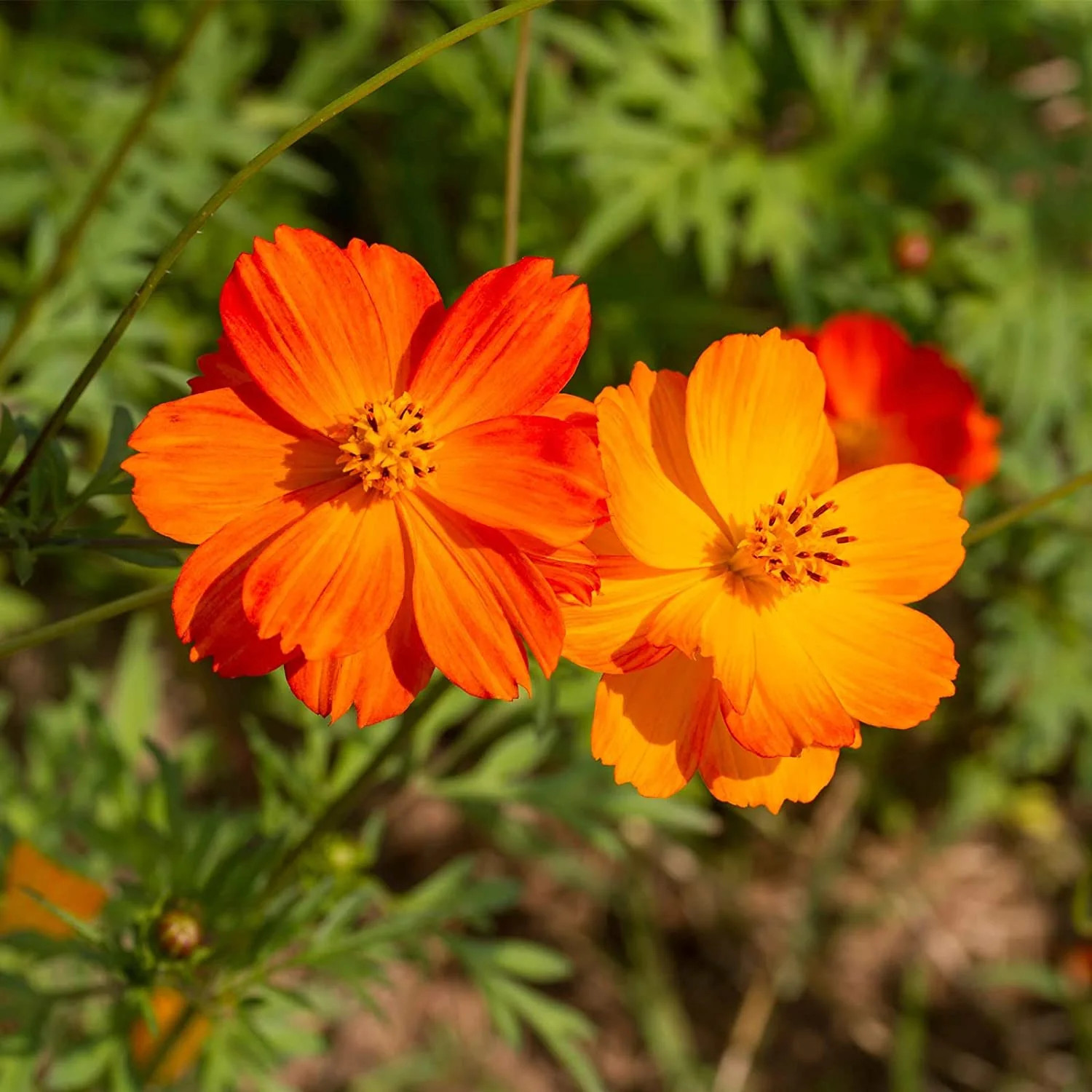 Bright Lights Mix Sulfur Cosmos Seeds | Red Orange Yellow Flowers Seed for 2024