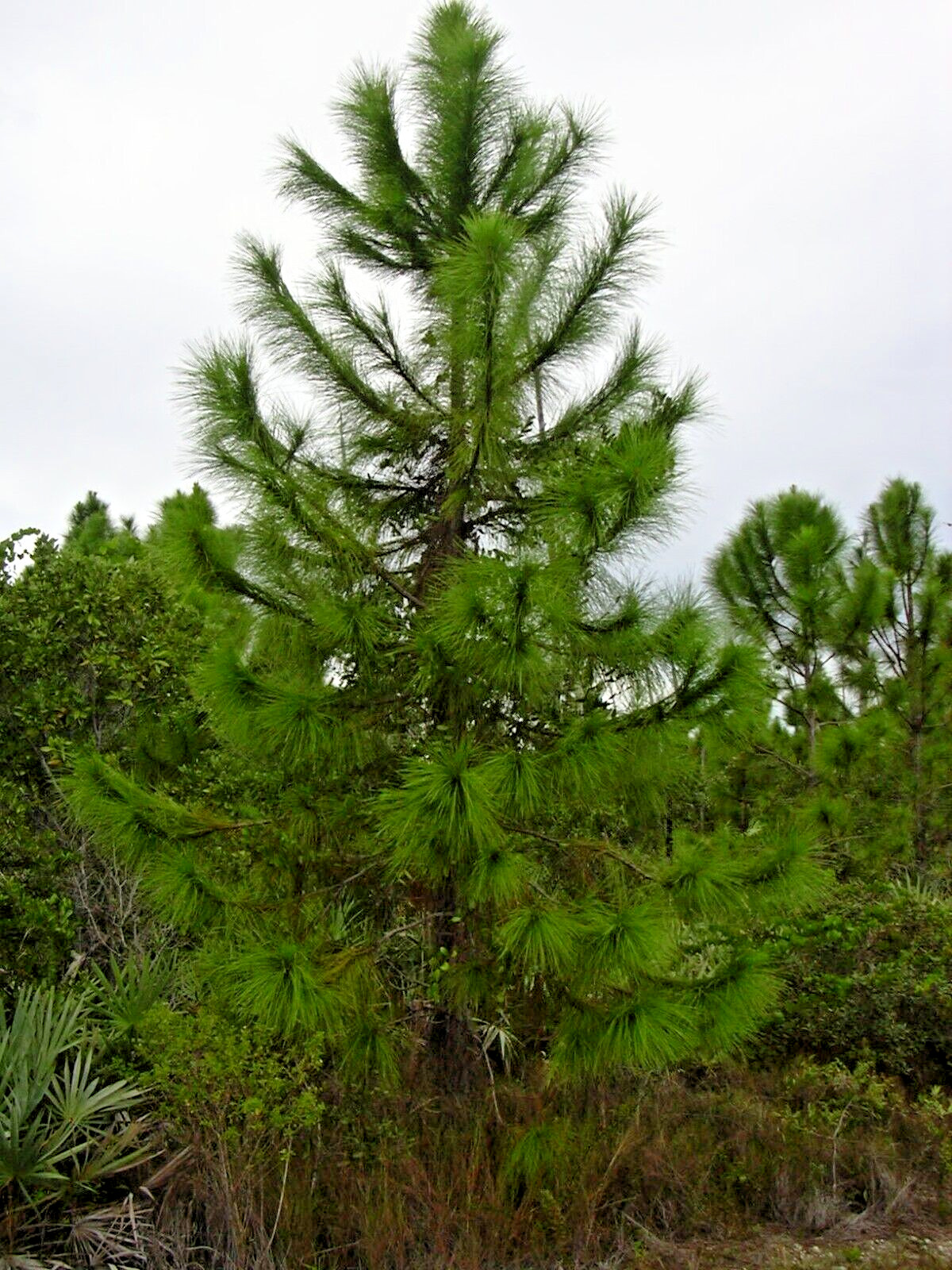 Slash Pine Tree | Premium Seeds | Pinus elliottii | Plants’®