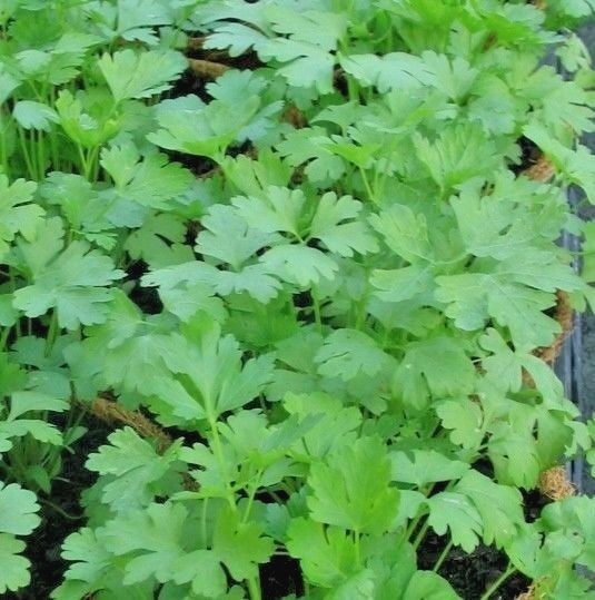 301+ITALIAN Flat Leaf PARSLEY Seeds Organic Herb Garden Containers Culinary Easy