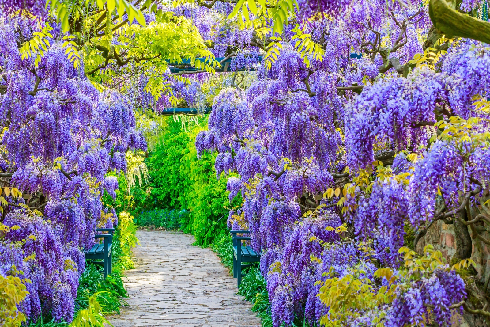 5 BLUE CHINESE WISTERIA Sinensis Ornamental Vine Blue Violet Purple Flower Seeds