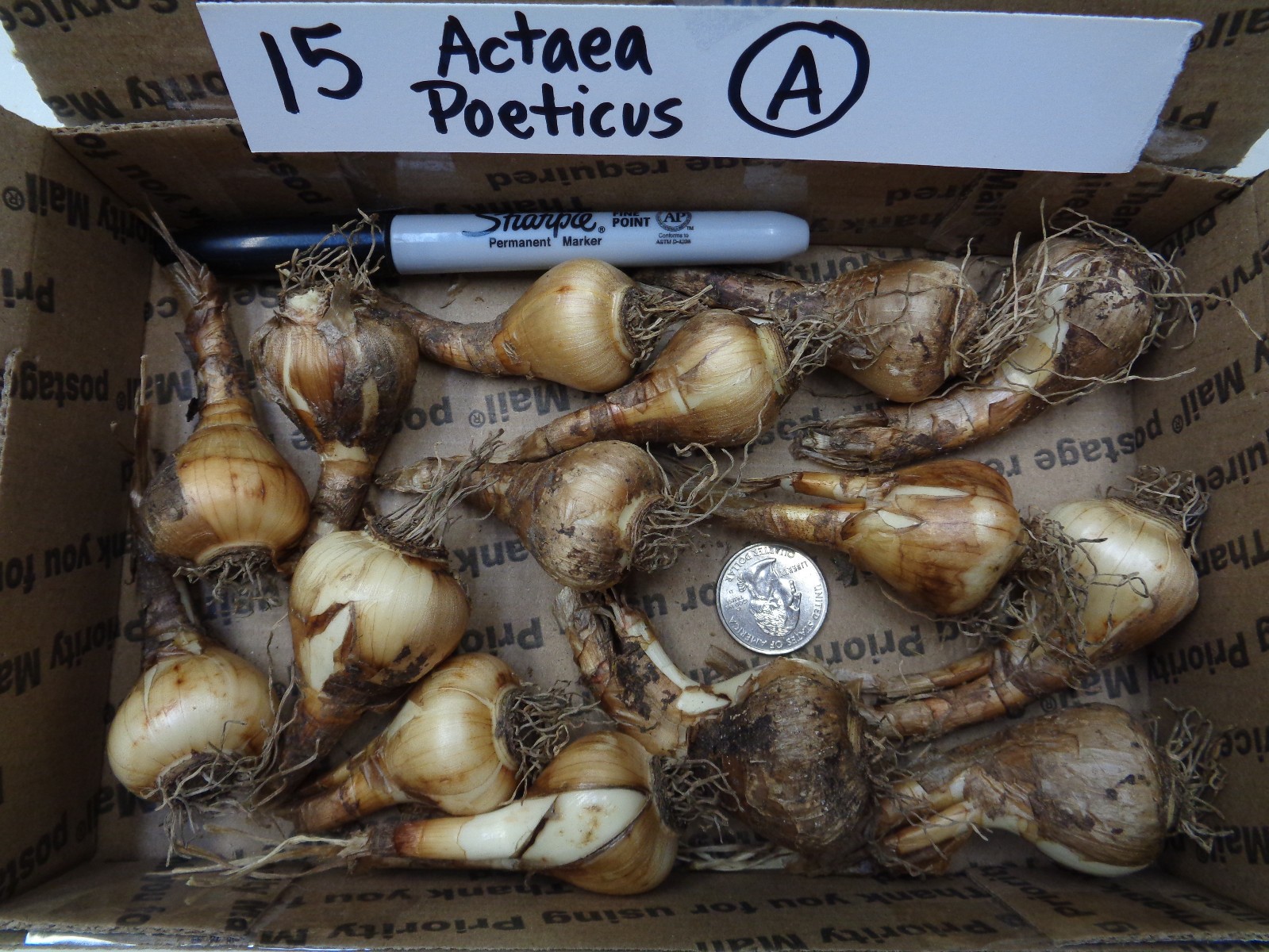 15 DAFFODIL BULBS var. ACTAEA / POETICUS Narcissus Jonquils FromMyGarden*PlsREAD