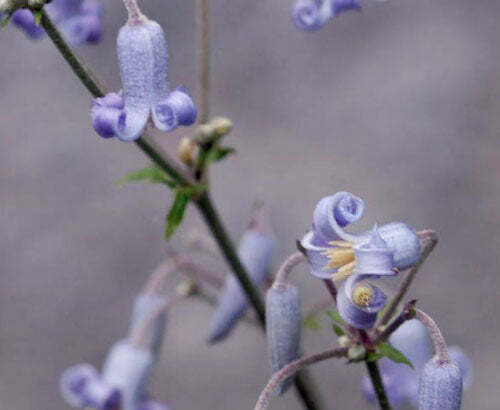Clematis stans | Asian Clematis | Kusabotan | 5 Seeds