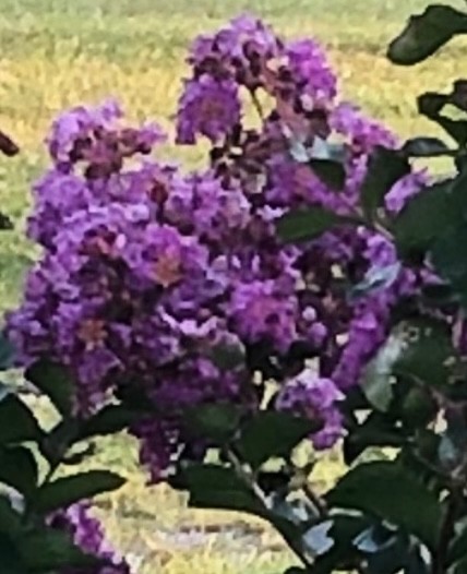 50+ Purple Magic Crape/Crepe Myrtle tree seeds Lagerstroemia Indica 2025 fall