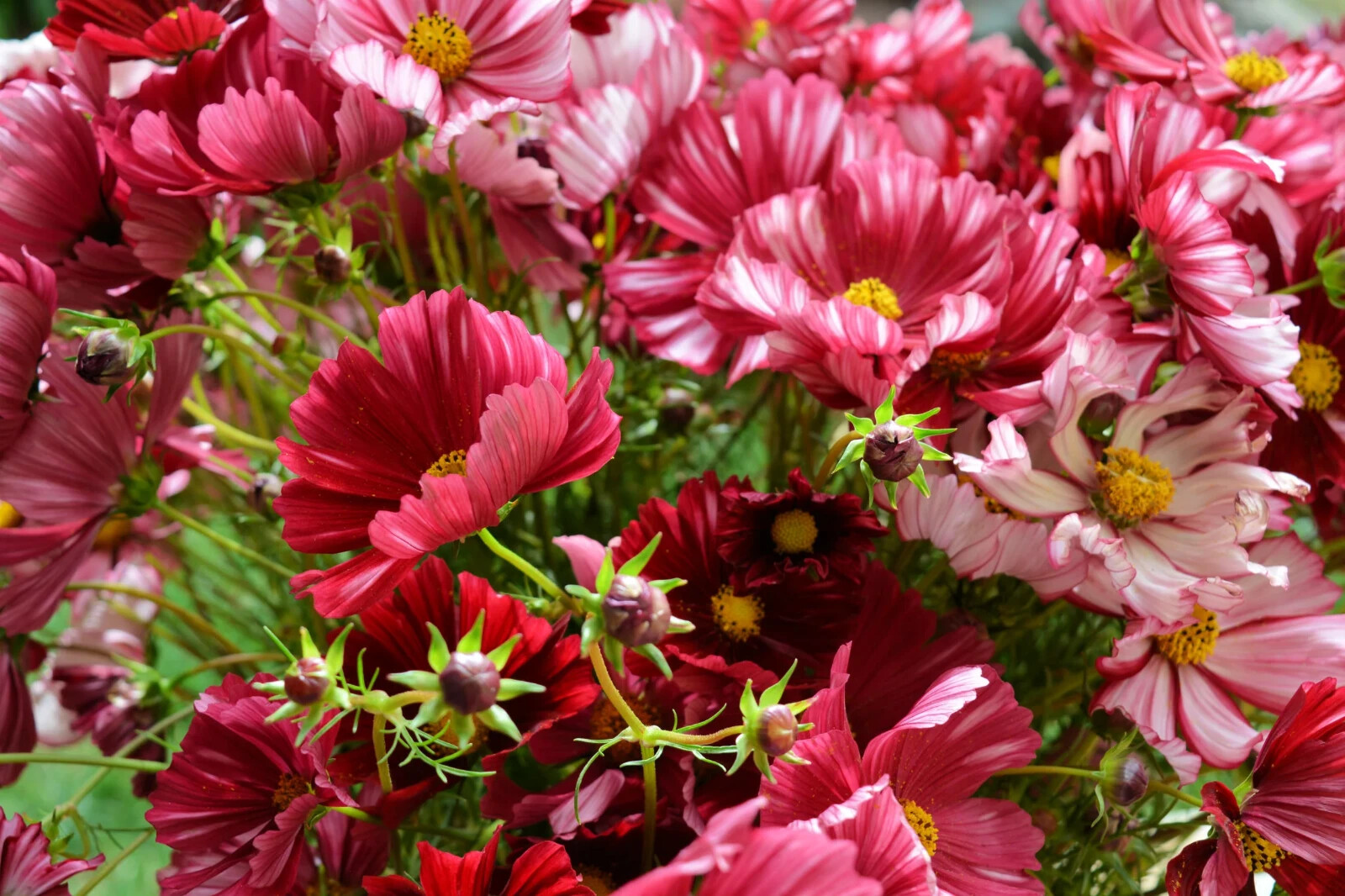 200+ Velouette Cosmos Seeds for Garden Planting – USA – FREE SHIPPING!
