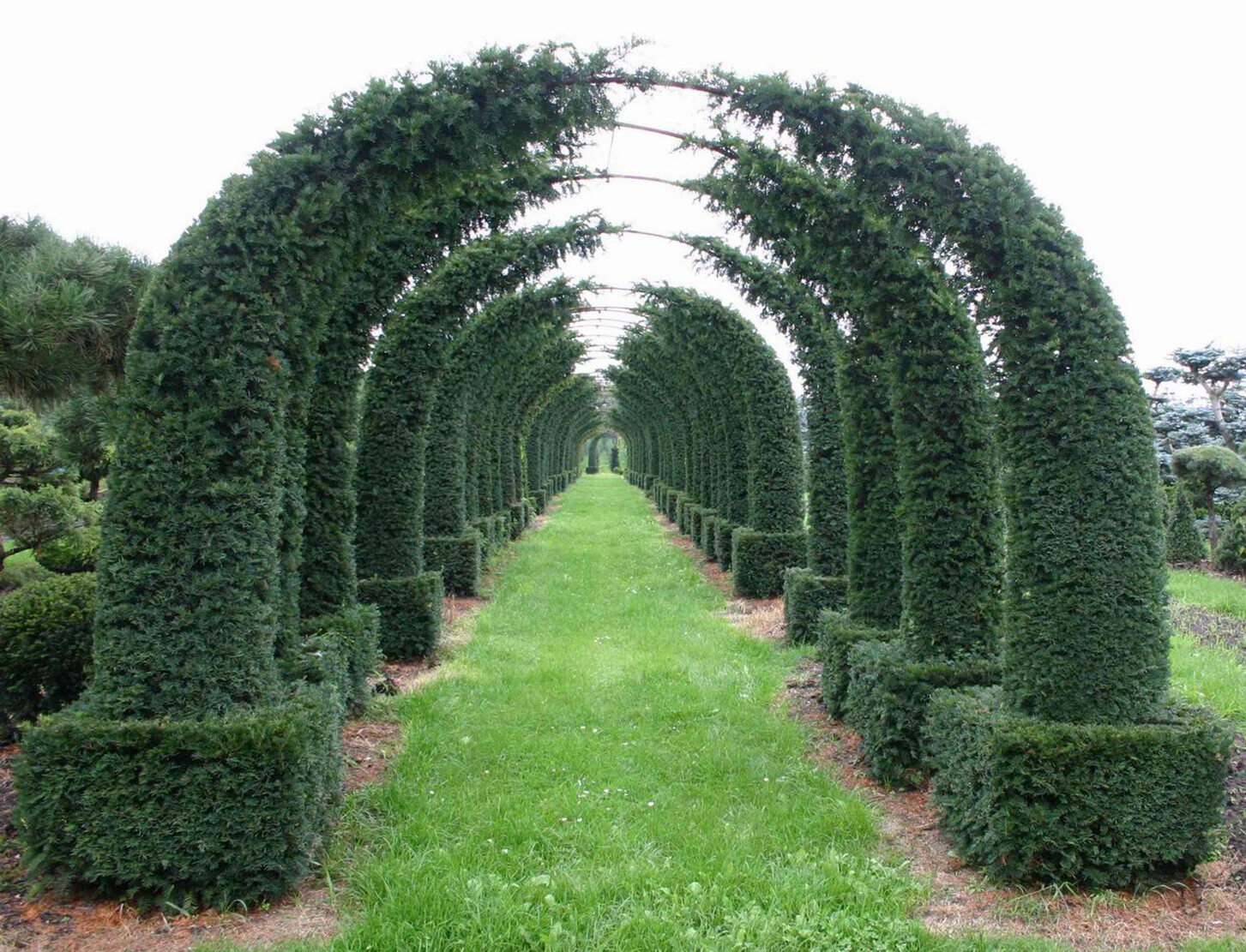 English Yew, Taxus baccata, Tree Seeds (Evergreen, Topiary, Bonsai)