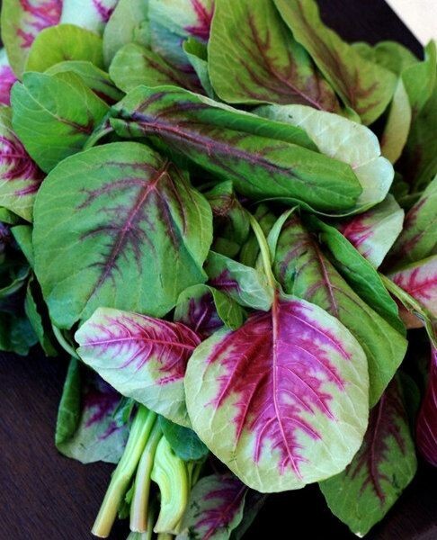 RARE✿ New! Heirloom Leaf Amaranth Multicolor 50+ Seeds ●Warm Season Crop