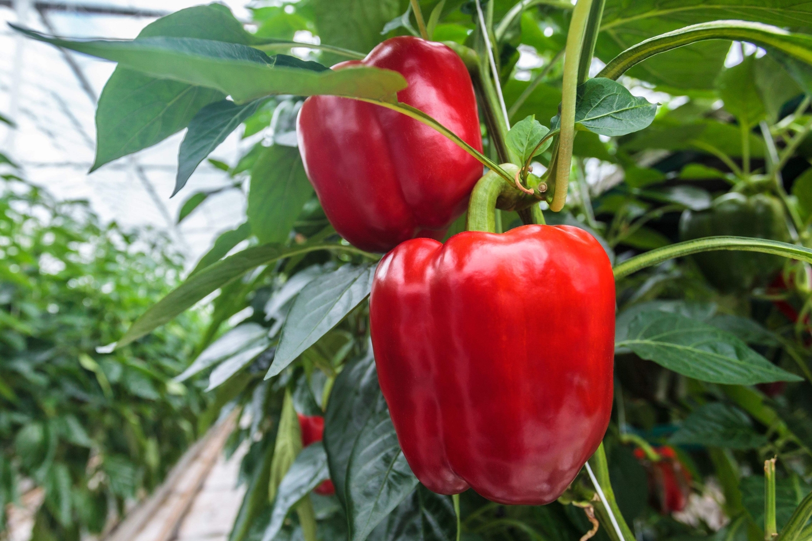 1000 BIG RED Bell PEPPER Sweet Capsicum Annuum Vegetable Seeds