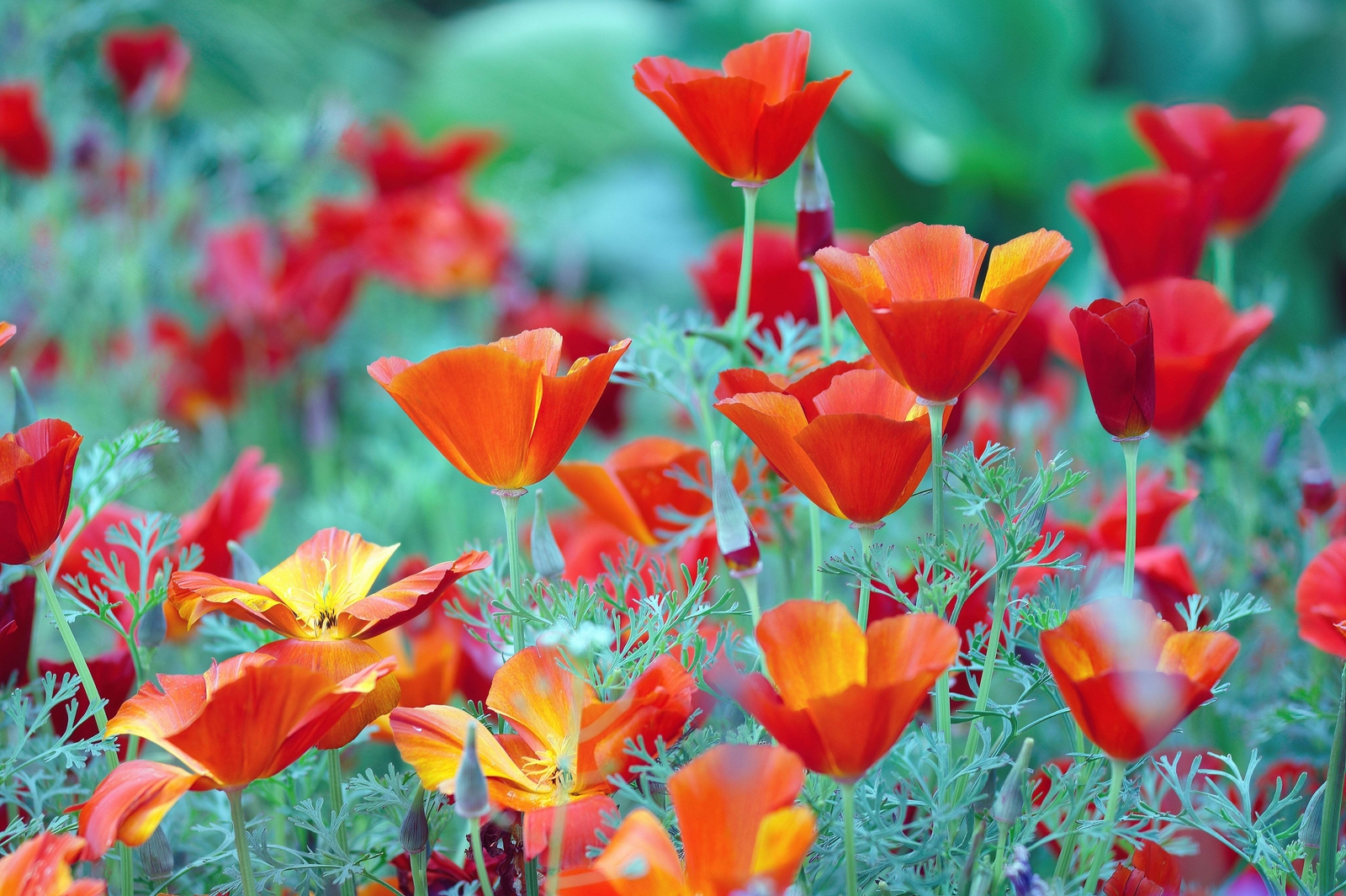 100 RED CALIFORNIA POPPY Eschscholzia Californica Native Flower Seeds