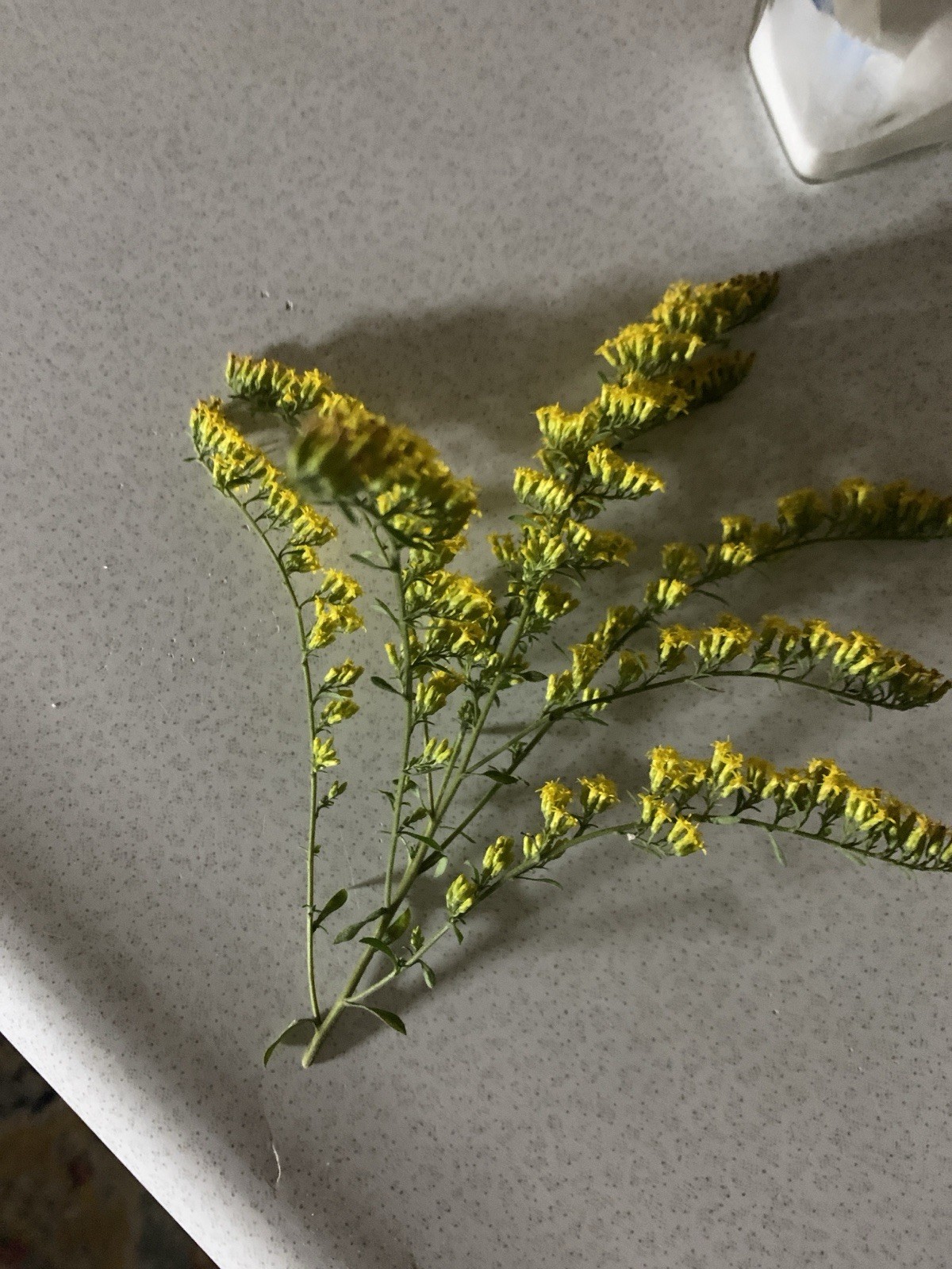 Free!Bogo! 100+ Goldenrod Seeds organic~ Native- Fresh Harvest Host Host Plant