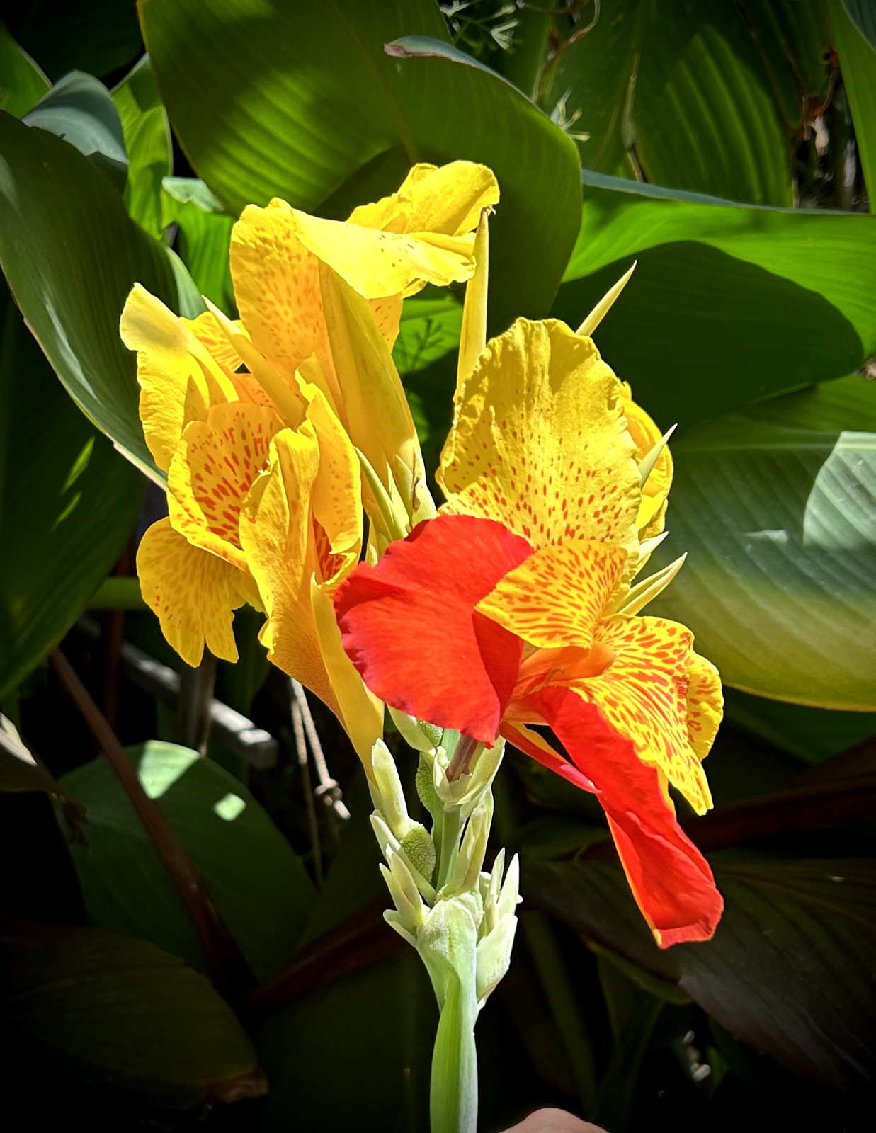 Heritage Canna Cleopatra Kaleidoscope Lily Rhizome Bulb Red Yellow Flowers