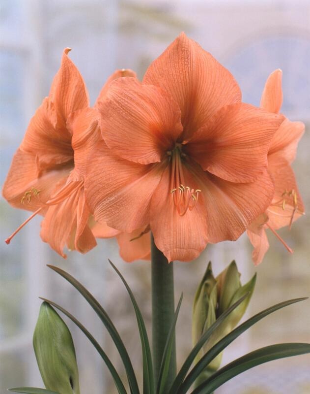 Lemon Star Double Flowering Amaryllis Spectacular Flower Bulb, Check our Store