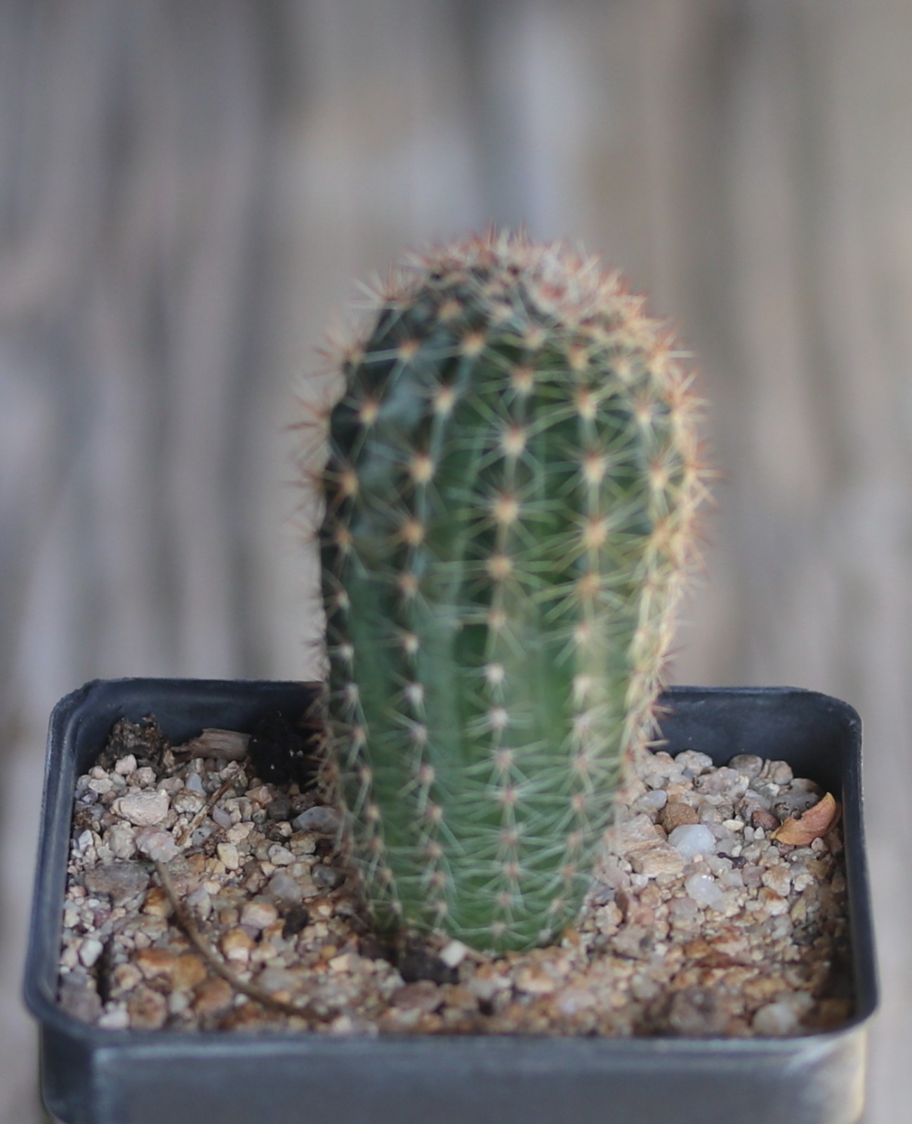 Echinopsis hybrid ‘Peach Festival’