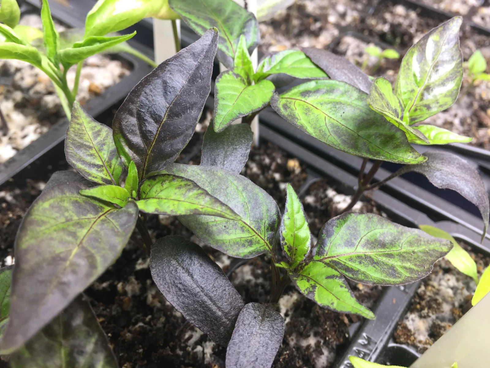 RARE✿ Heirloom Black Hungarian Hot Chili Pepper 15+ Seeds