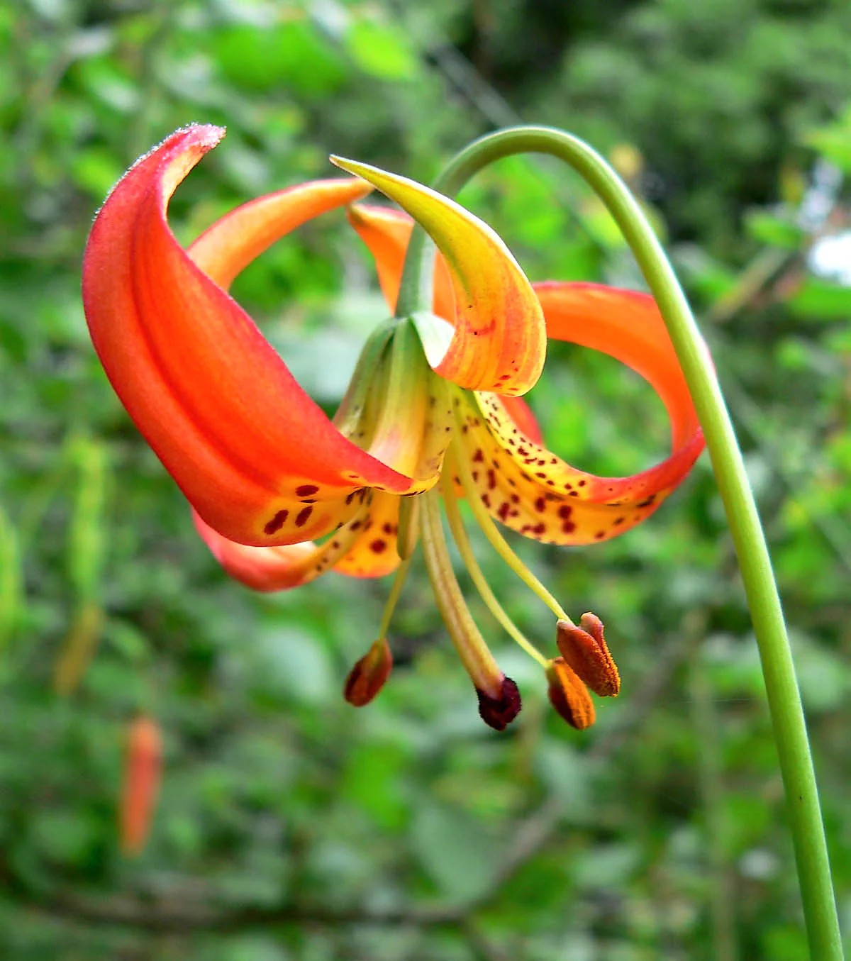 10 LEOPARD LILY California Tiger Lilium Pardalinum Yellow Orange Red Flower Seed