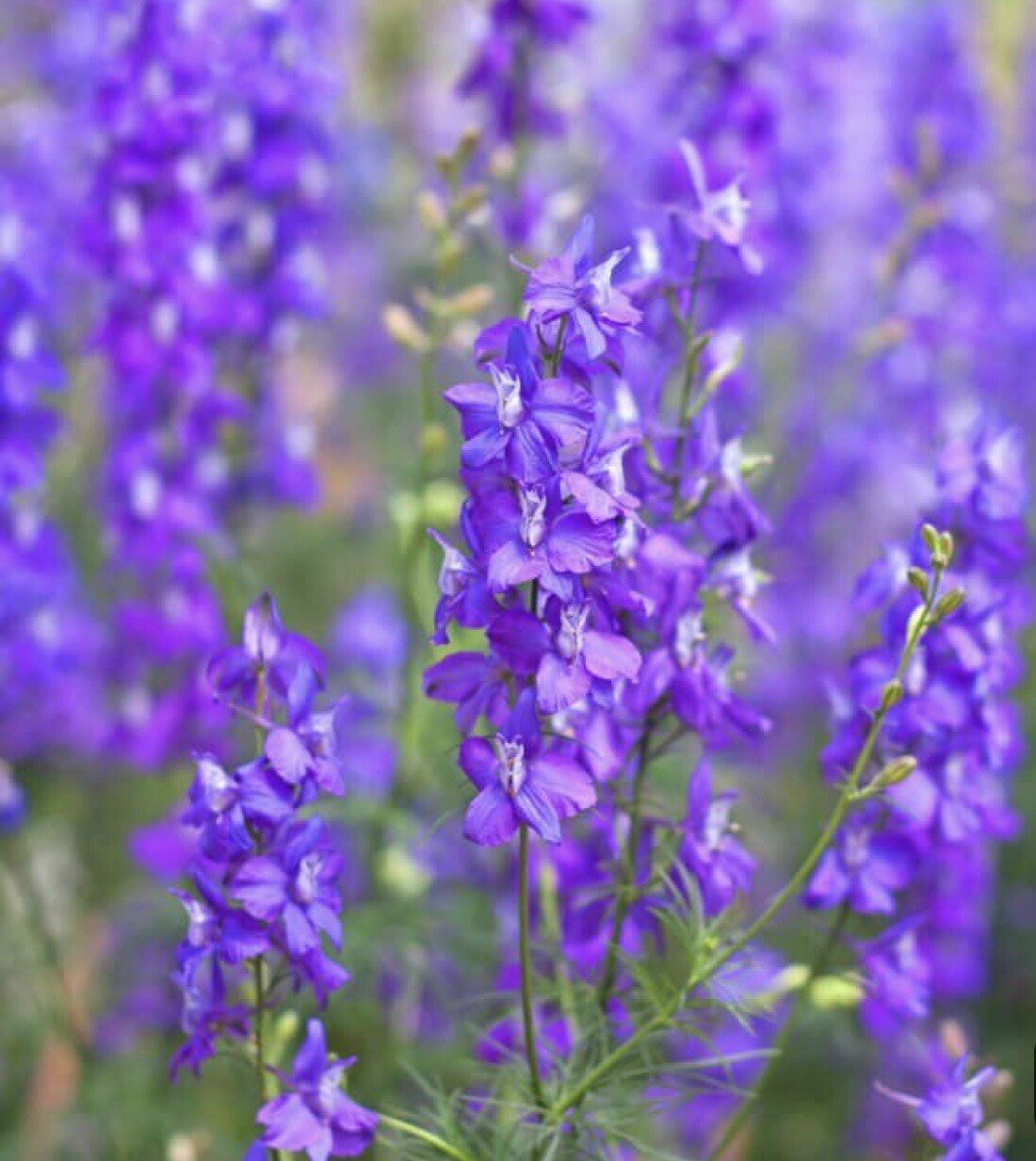 200+ Hyssop Seeds-Hyssopus officinalis -Medicinal And culinary herb.