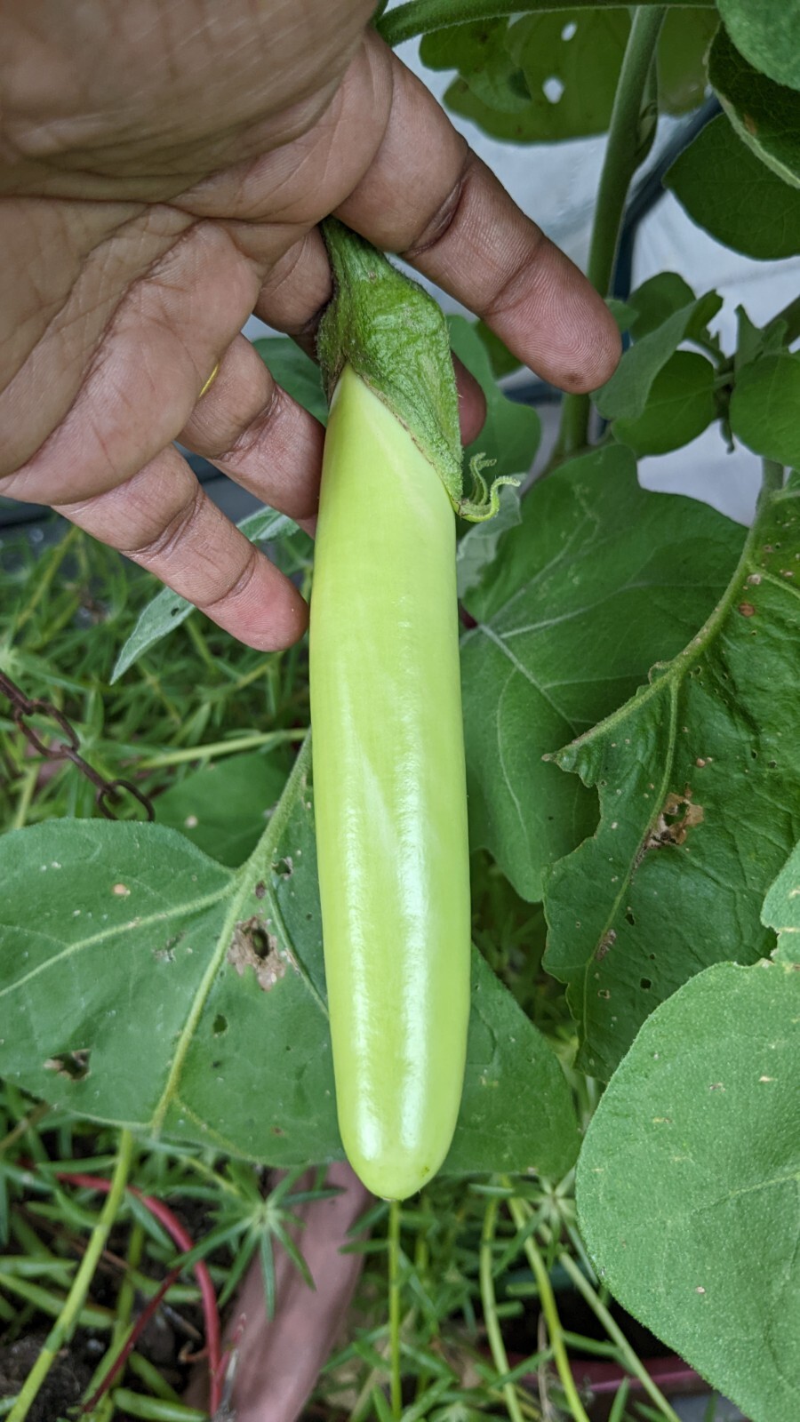 Asian Green Fingers /Thai long green 25 Seeds Eggplant 0.15g container variety
