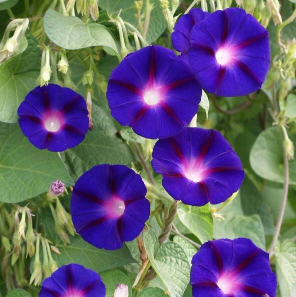Landscaper’s Pack CLIMBING VINE MIX Colorful Climbers 6 Species 200 Seeds