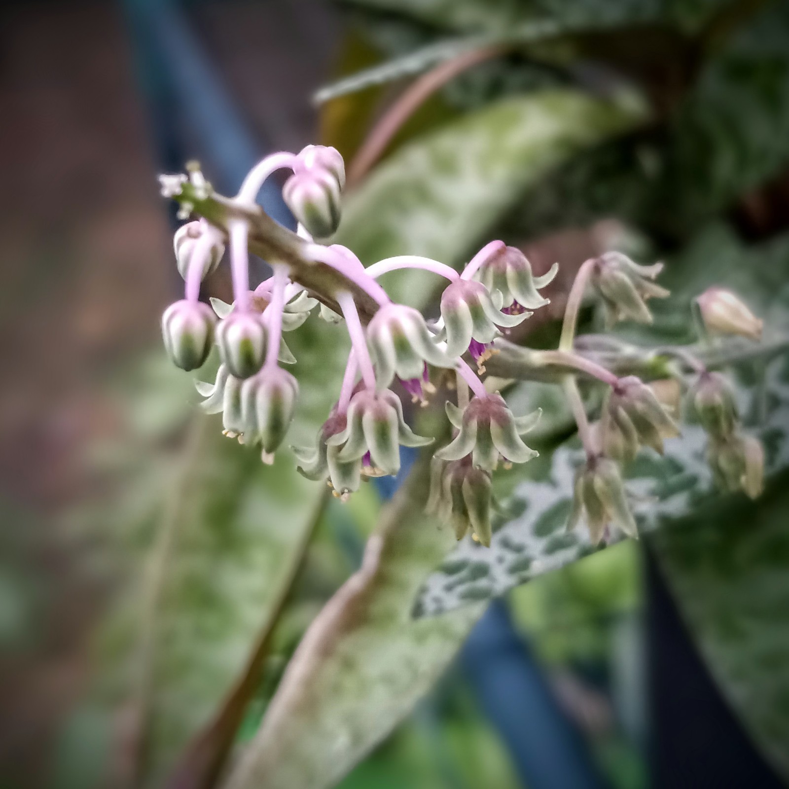 Silver Squill-SEEDS