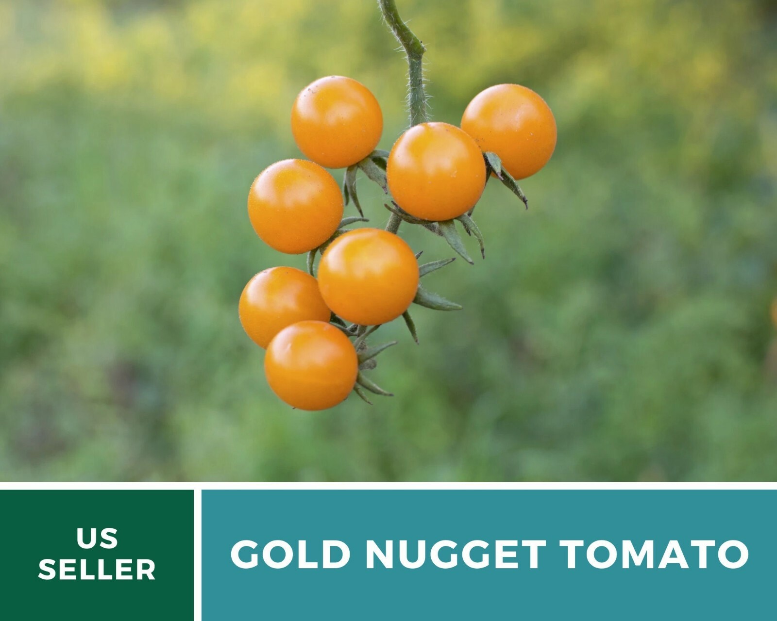 Tomato, Gold Nugget – Heirloom Seeds – Easy to Grow – GMO Free (Solanum lycopers
