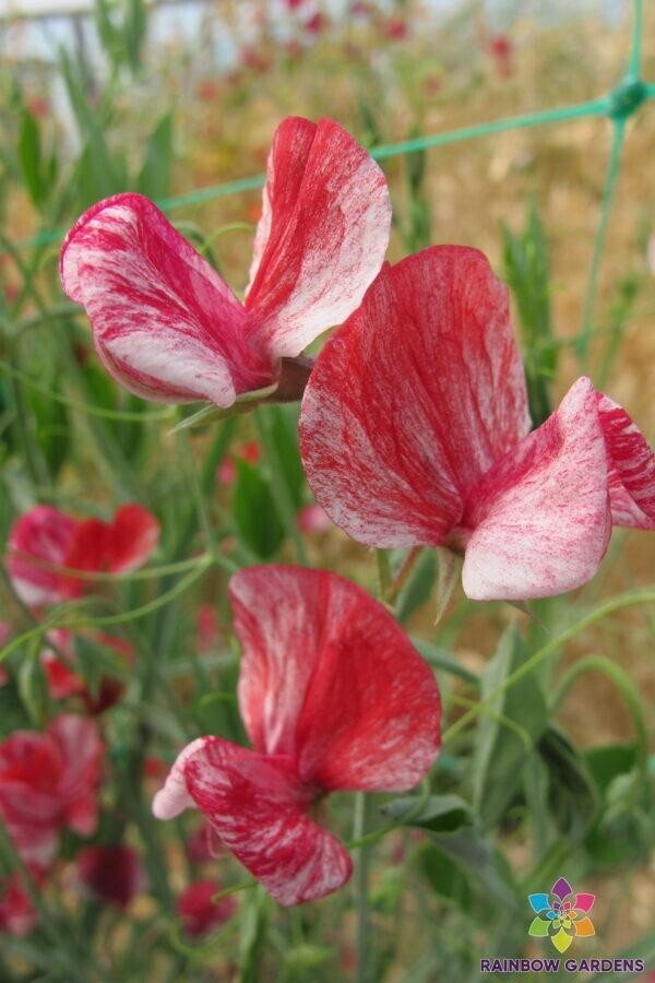 50+ America (formally Queen of the Isles) Sweet Pea Seeds – FREE SHIPPING!