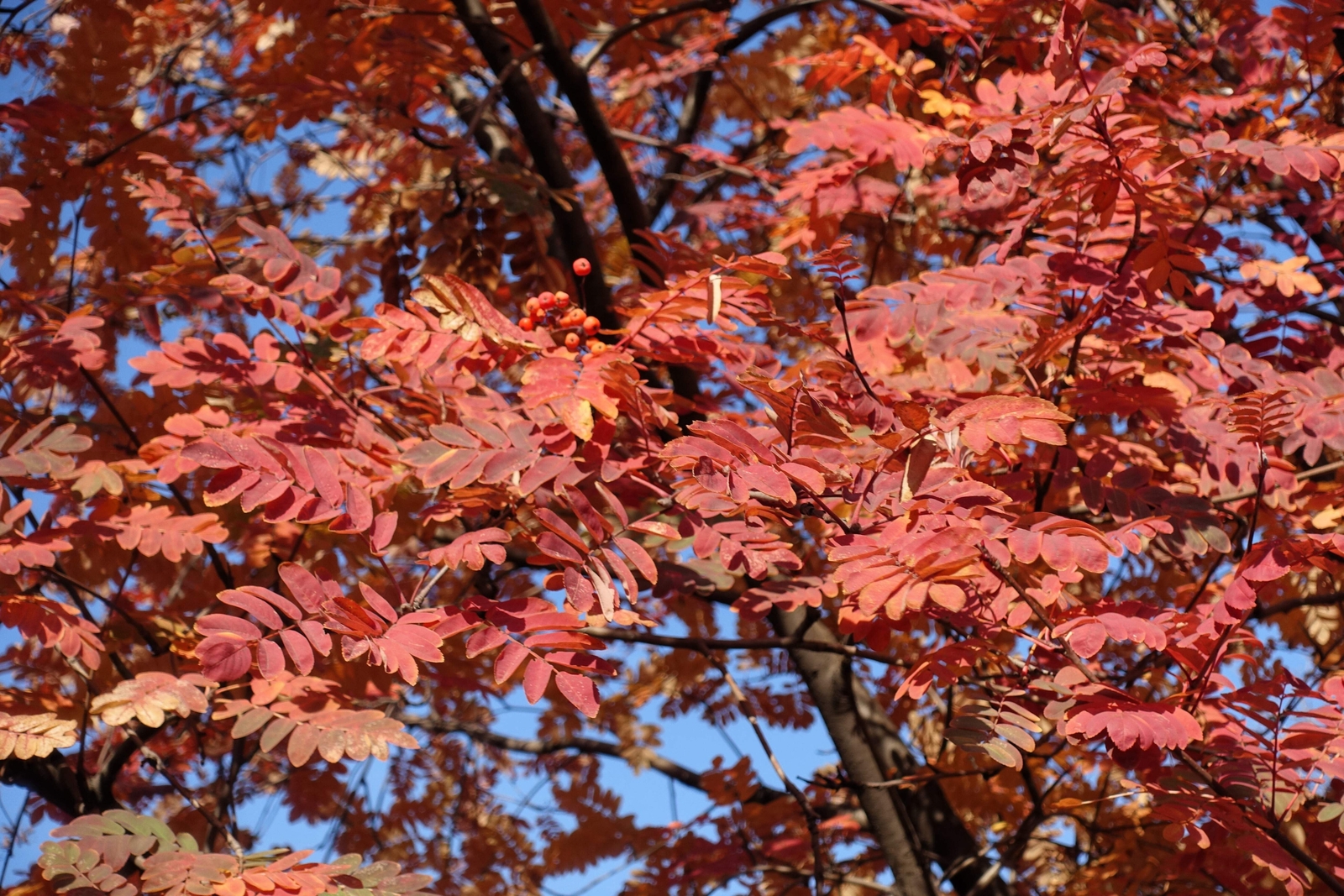 20 ASH TREE Mountain / Amur / Rowan – Sorbus Aucuparia Seeds