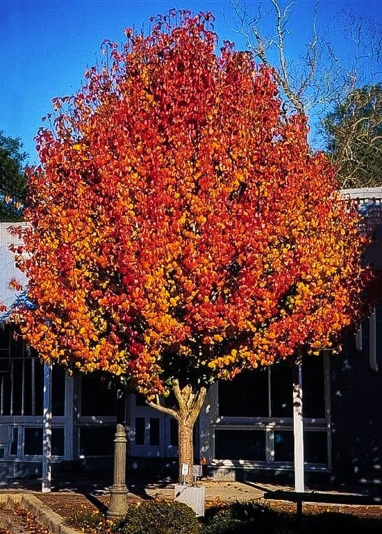 The Pear Tree | Premium Seeds | Pyrus communis ‘Fruit’ | Plants’®