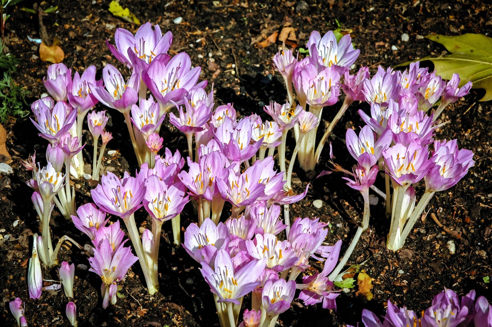 10 AUTUMN CROCUS Colchicum Autumnale Meadow Saffron Flower Seeds *Comb S/H