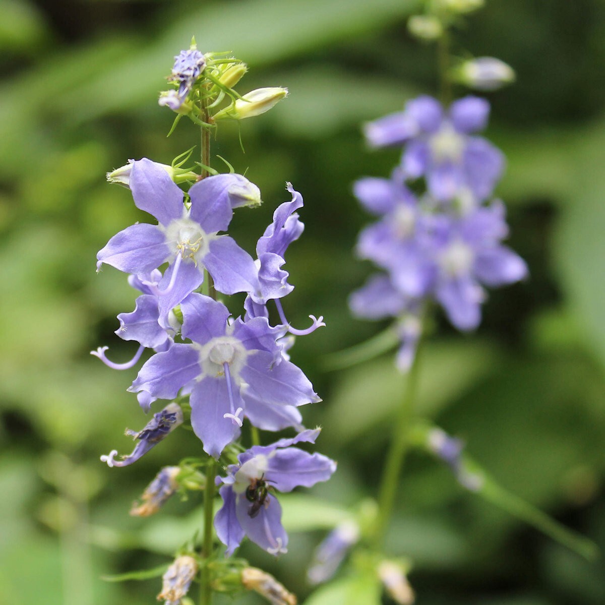 2000 Tall Bellflower Wildflower Seeds – Everwilde Farms Mylar Seed Packet