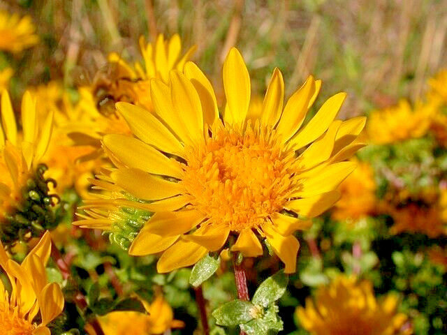 Puget sound gumweed, 200 seeds, Grindelia, medicinal herb, wildflower