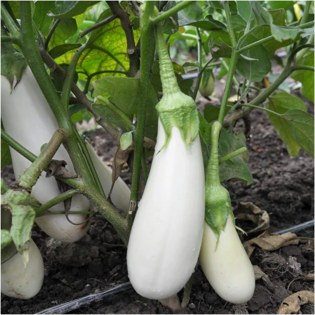 100+ SNOWY WHITE EGG EGGPLANT SEEDS — HEIRLOOM – ORGANIC ————- RARE