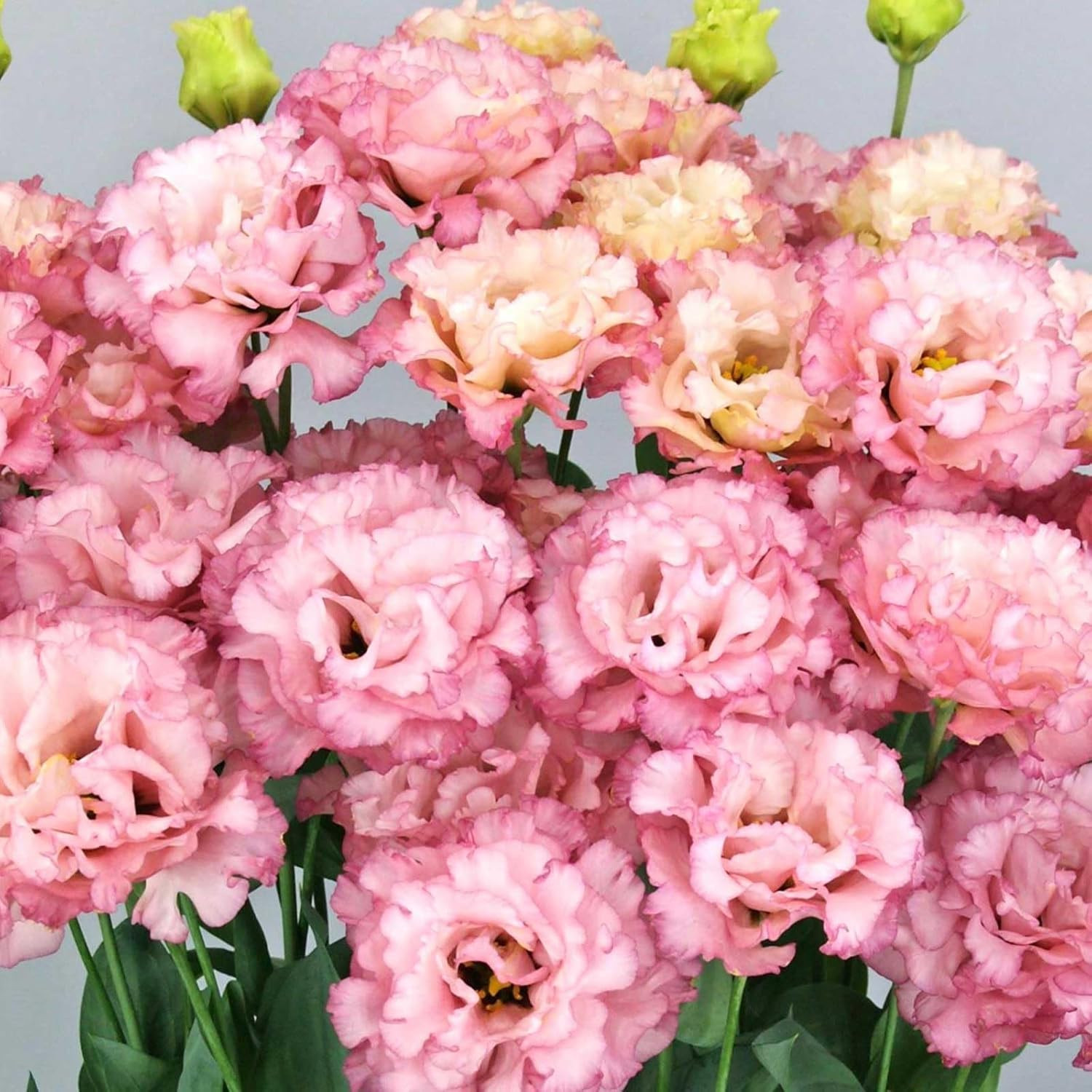 300+Mixed Lisianthus Flower Seeds for Planting Outdoor-Perennial Eustoma Cut Flo