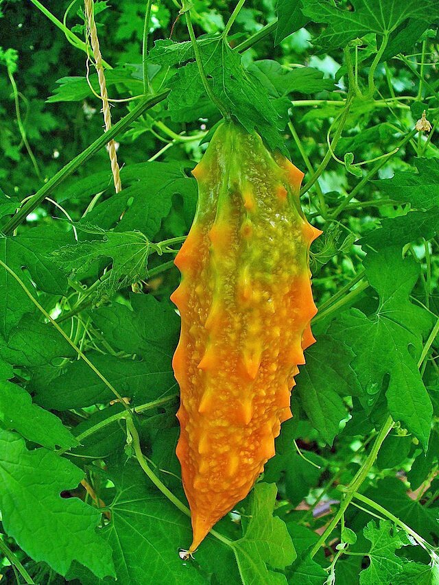 Momordica charantia | Bitter Melon | 20 Seeds