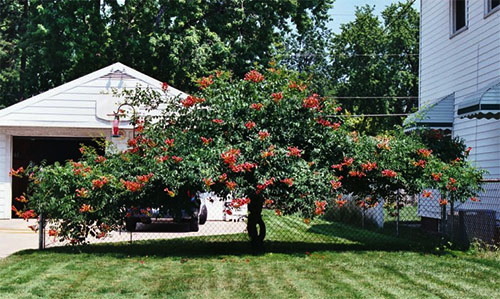 Trumpet Creeper, Campsis radicans, Vine Seeds (Fast, Showy, Hummingbirds, Hardy)