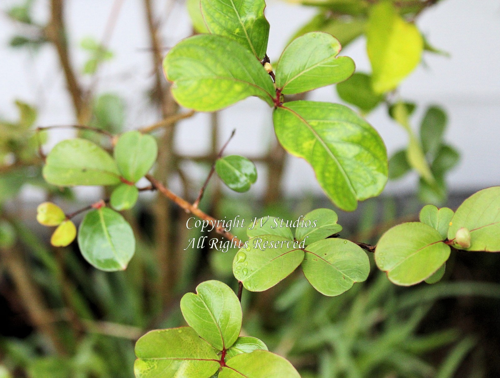 Crape Myrtle -Lagerstroemia- 20 Seeds -fuchsia Flower Standard Or Bonsai