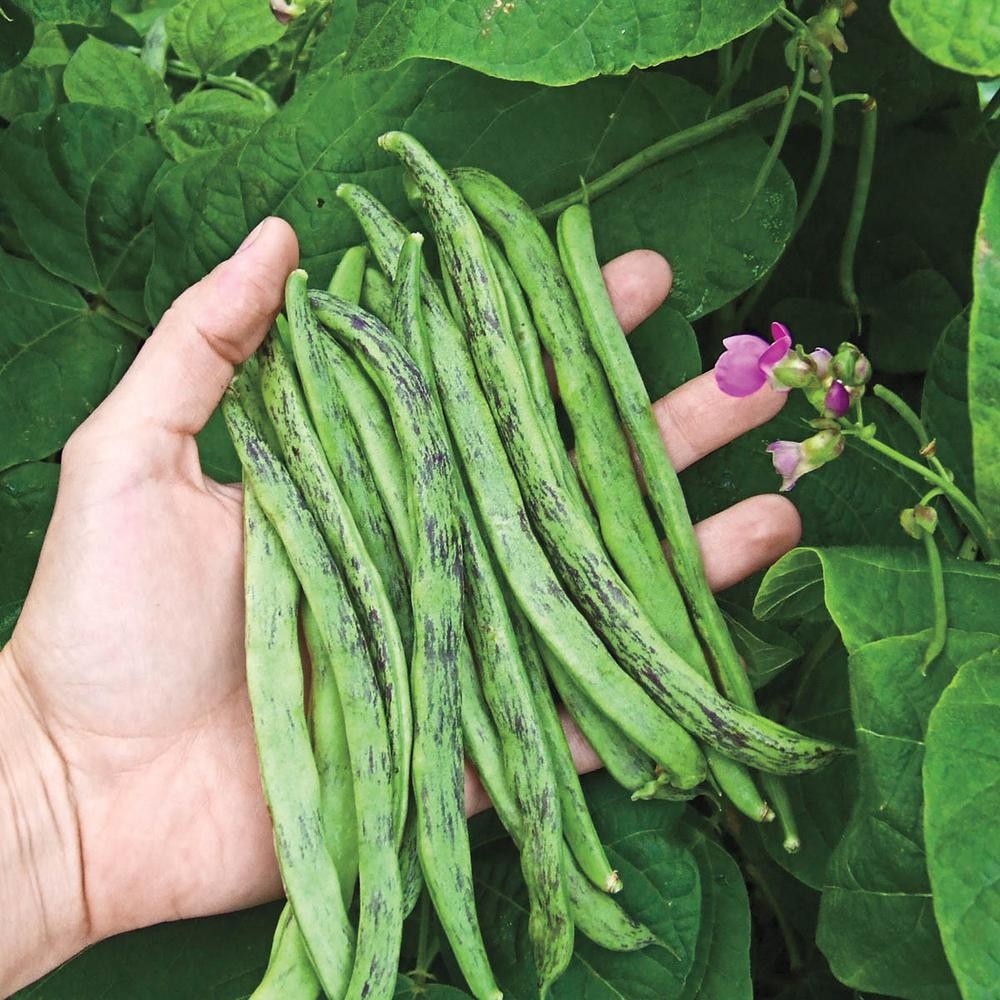 Rattlesnake Bean Seeds (Pole) | Purple Green Dragon Runner Snake Beans Seed 2024