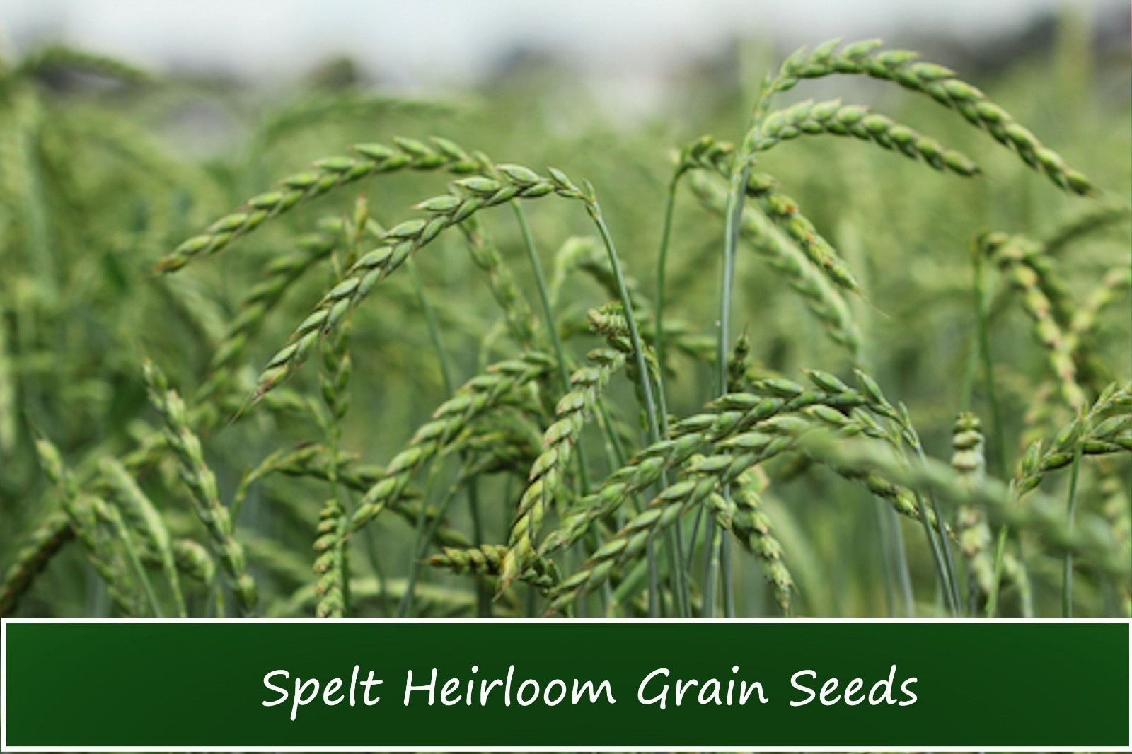 100 Spelt Seeds! -All Natural Organic Non GMO