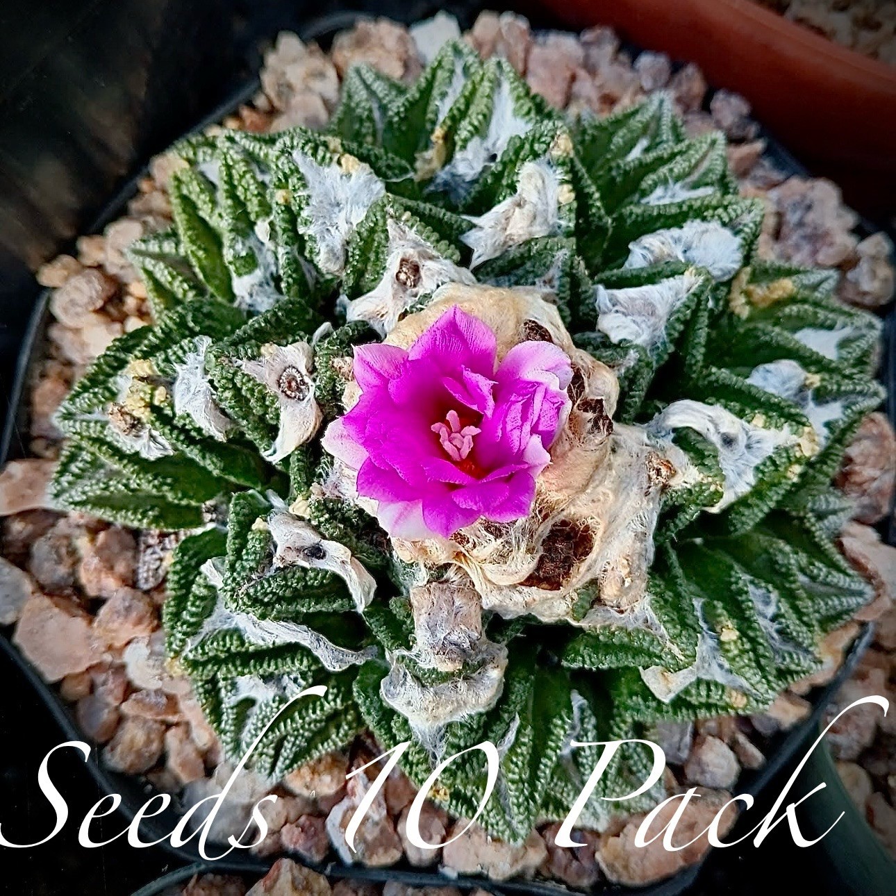 (10) Pack SEEDS Ariocarpus Fi55ur4tus v. HINTONII US SELLER