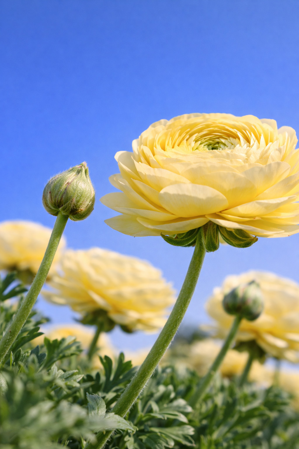 25 RANUNCULUS YELLOW SHADES BULBS
