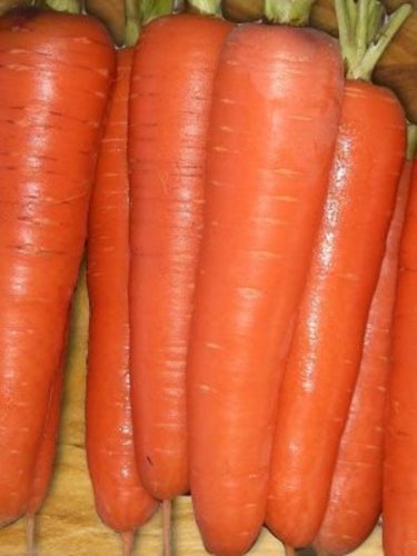 Carrot Tendersweet 40,000 Seeds BULK Great Heirloom Vegetable