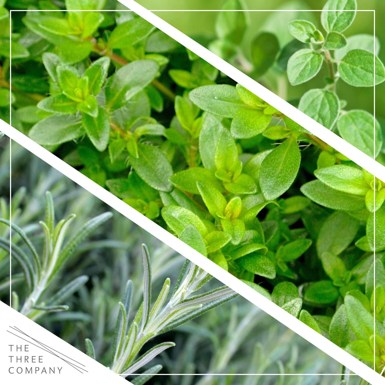 Live Aromatic and Edible Herb Assortment (Lemon Verbena, Eucalyptus, Mint, Le…