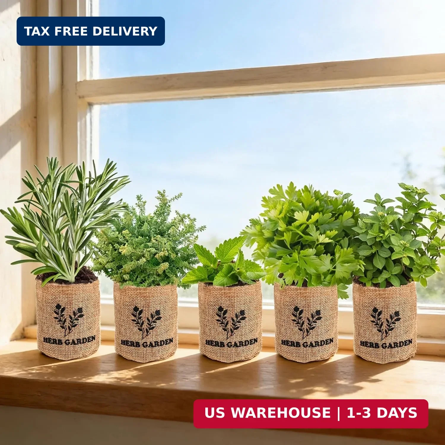 Indoor Herb Garden Starter Kit, 5 Seeds Growing into Basil, Parsley, Rosemary, T