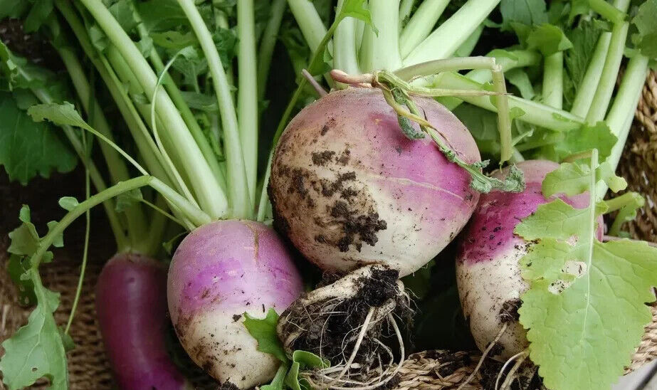 Purple Top White Globe Turnip Seeds, 1 Ounce, NON-GMO, FREE SHIPPING