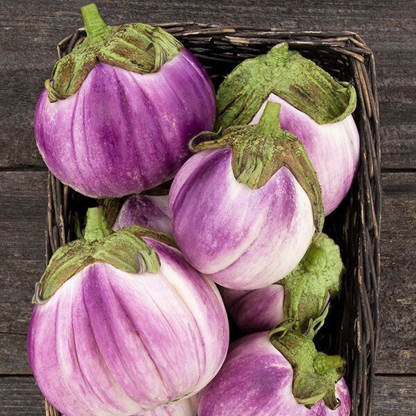 35 Fresh Heirloom | NON-GMO | Rosa Bianca Premium Eggplant Seeds-B 51