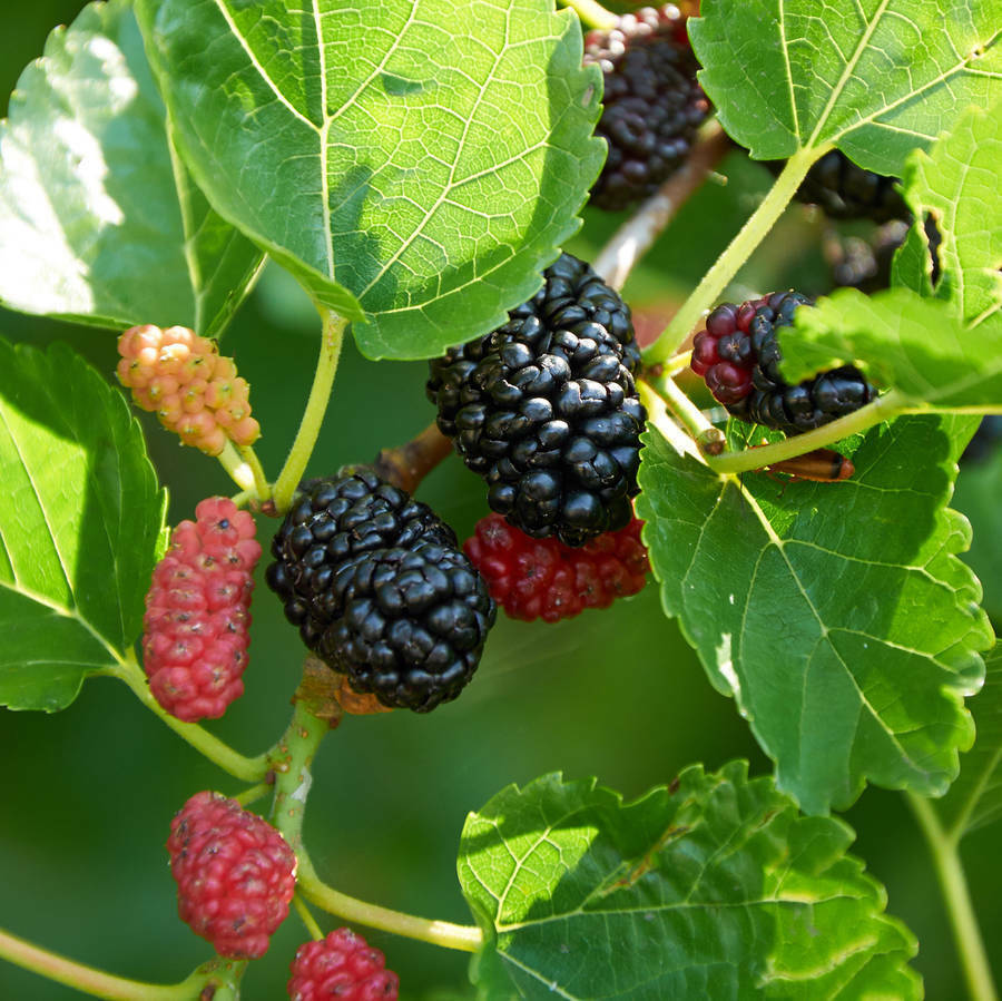 25 Mulberry Tree Seeds Wild Organic Grown Home Orchard Fruit Plant Garden Seed