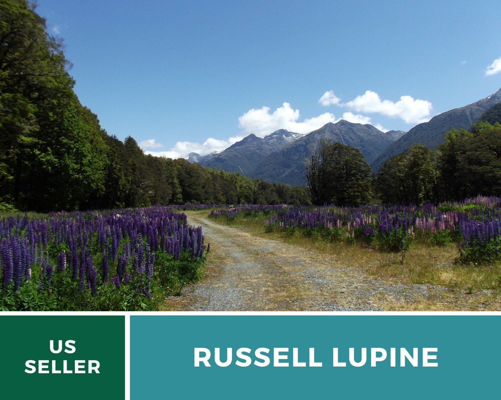 Lupine, Russell – 50 Seeds – Pollinator & Hummingbird Friendly – Sow in Fall or