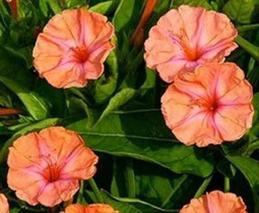 Mirabilis jalapa Salmon Sunset | Four OClock | Marvel Peru| 5_Seed