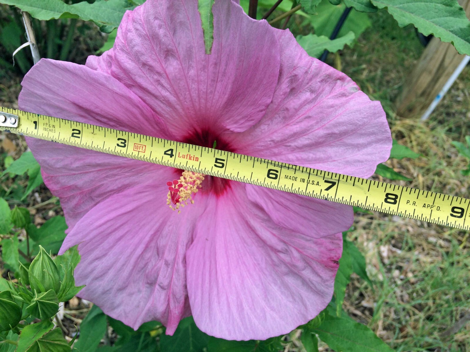 Hibiscus moscheutos | Pink Elephant | 10 Seeds