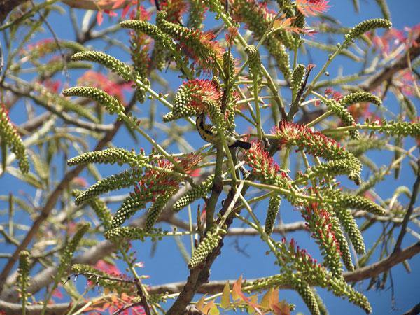 Acrocarpus fraxinifolius | Pink Cedar | Indian or Australian Ash | 10 Seeds