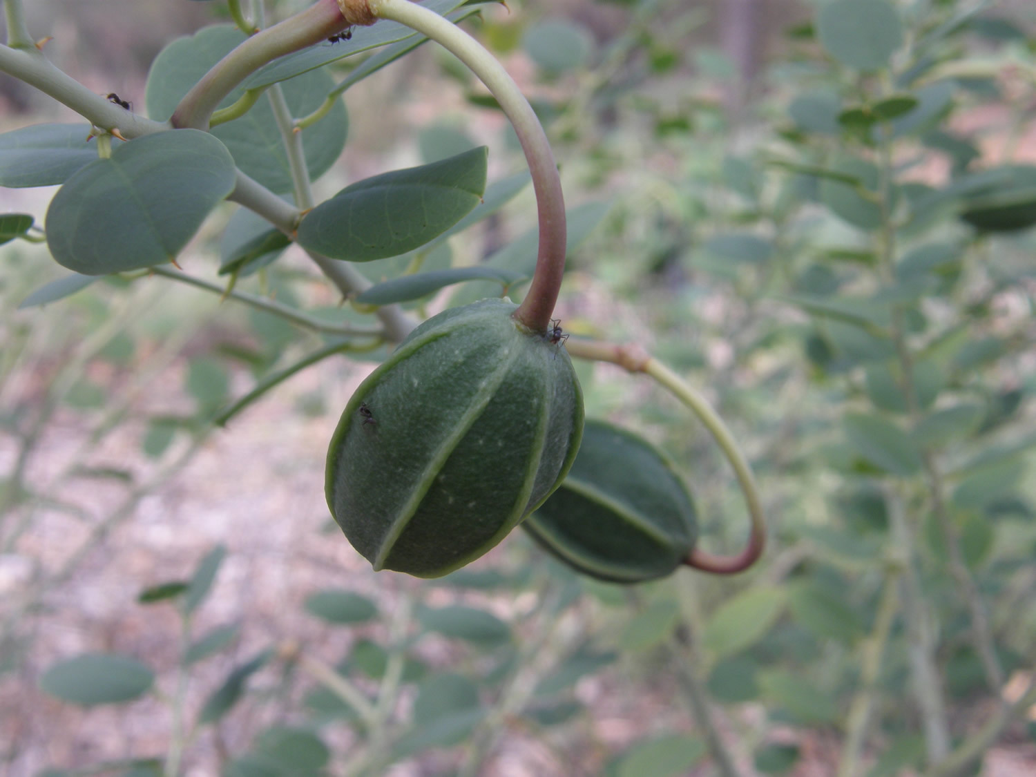 Caper Bush, Capparis spinosa, Seeds (Edible, Showy, Fragrant)